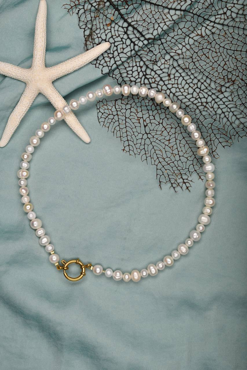 Belle de nacre