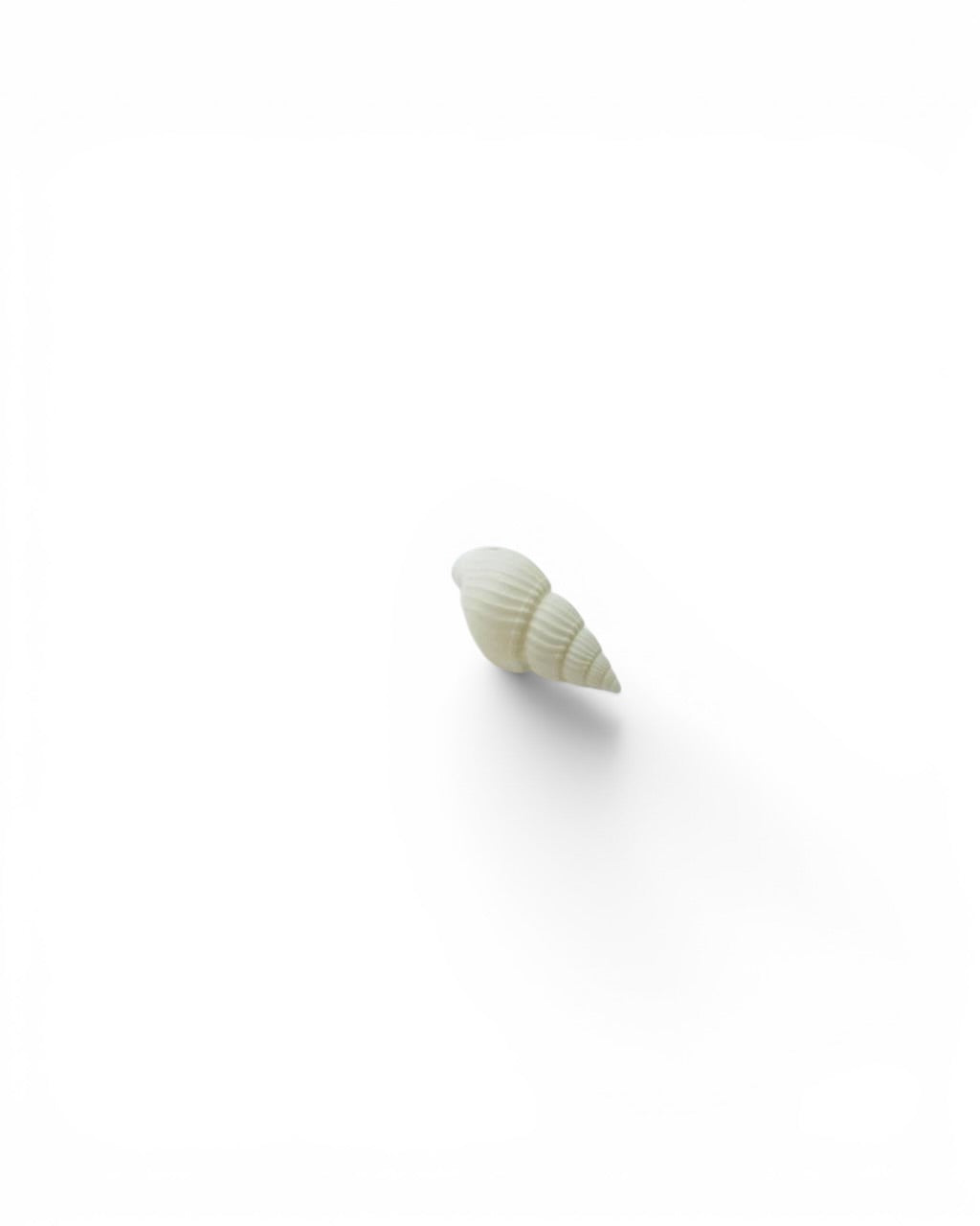 Coquillage spirale blanc