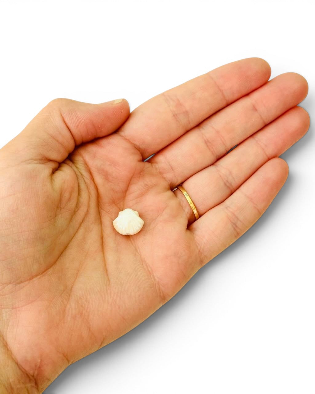 Coquillage céramique