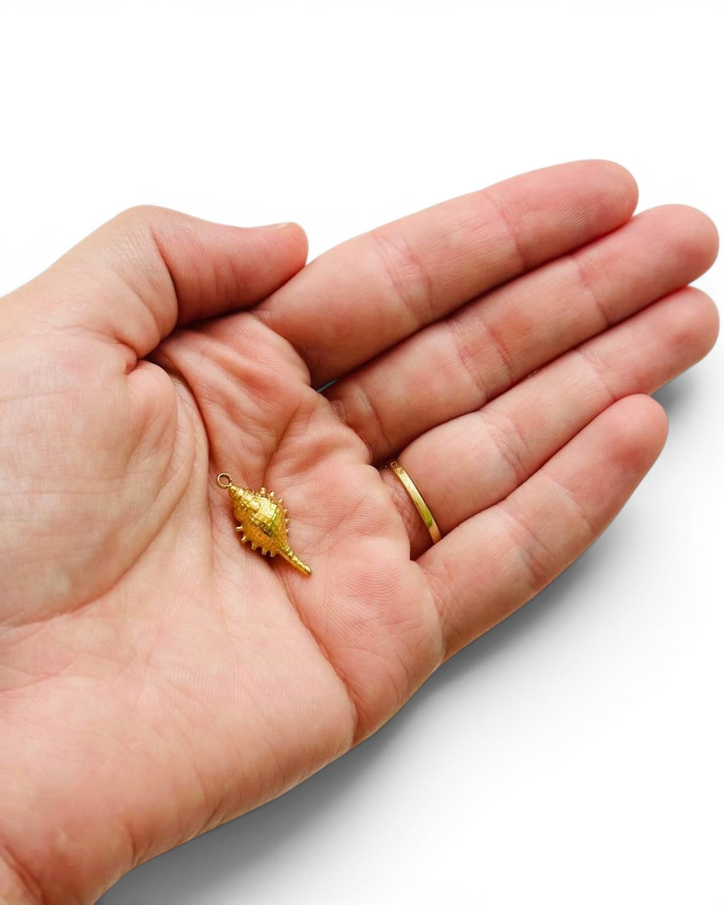 Coquillage