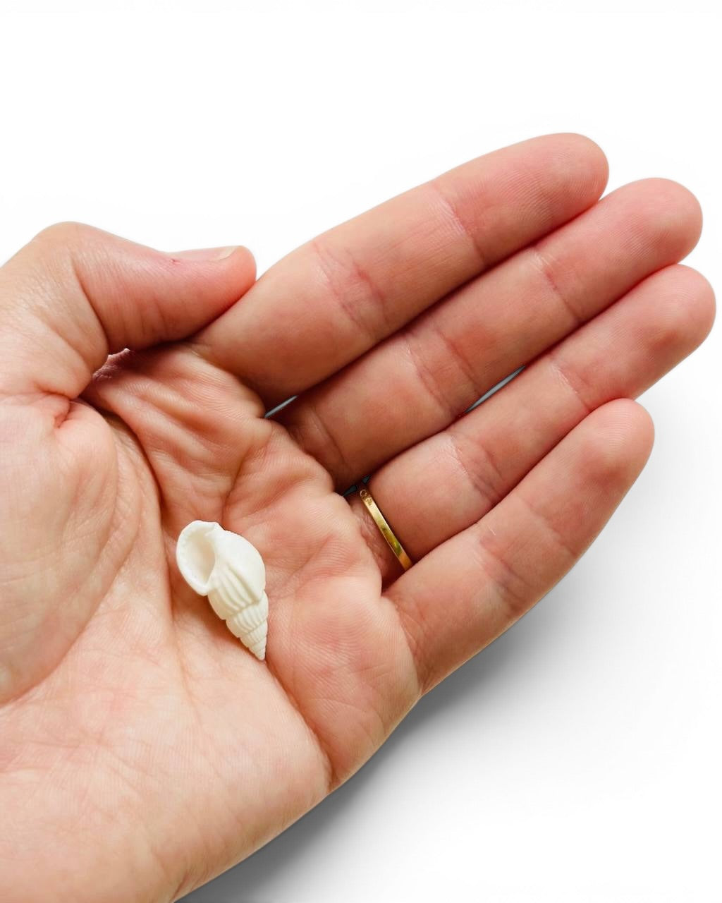 Coquillage spirale blanc